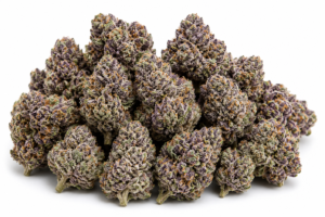 Black Cherry Gelato strain