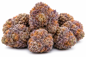 bubblegum runtz strain