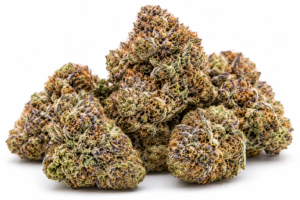 rs11 strain