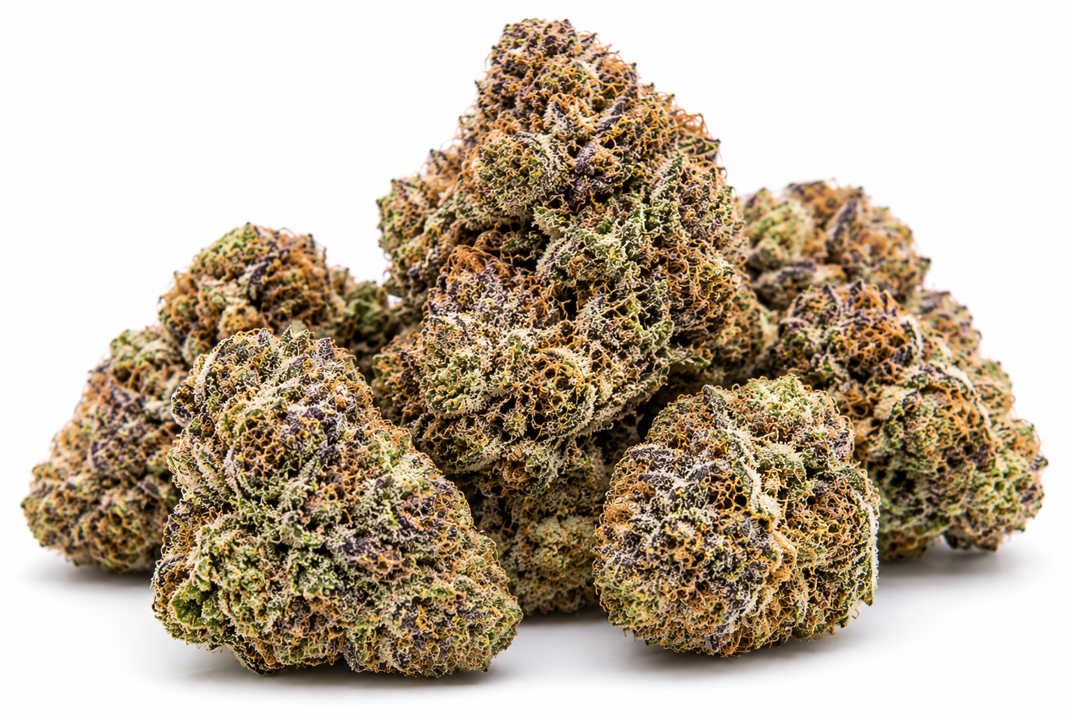 rs11 strain