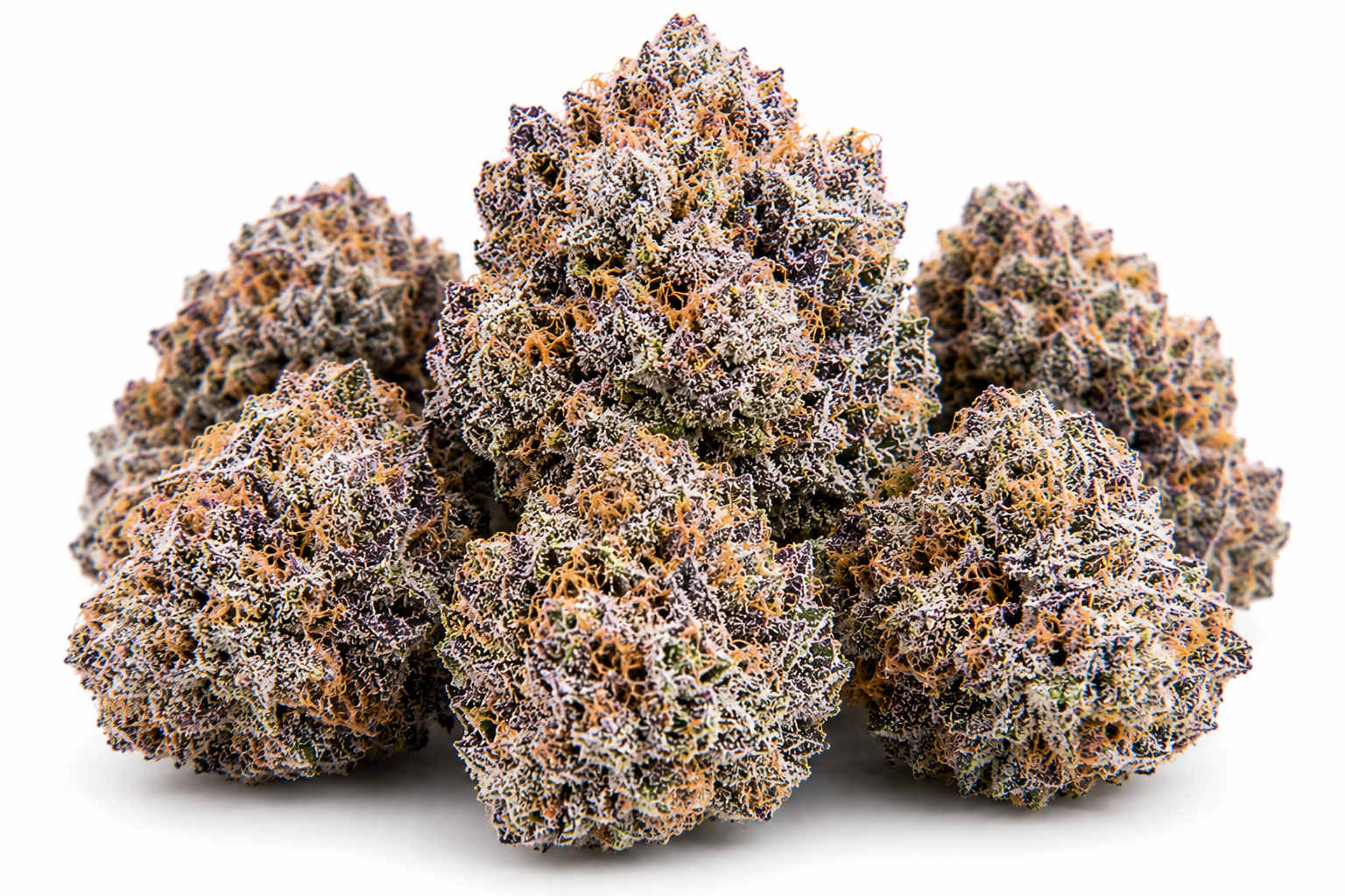 rs54 strain